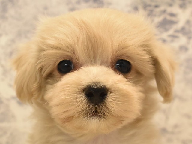 千葉県のハーフ犬 (ペッツワン船橋習志野店/2024年1月13日生まれ/男の子/クリーム)の子犬
